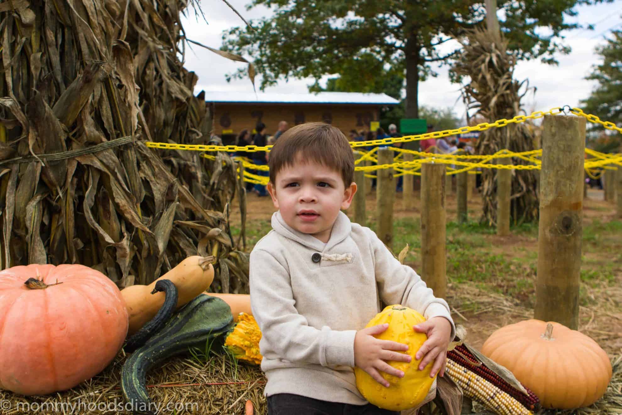 kid picking pumpkins