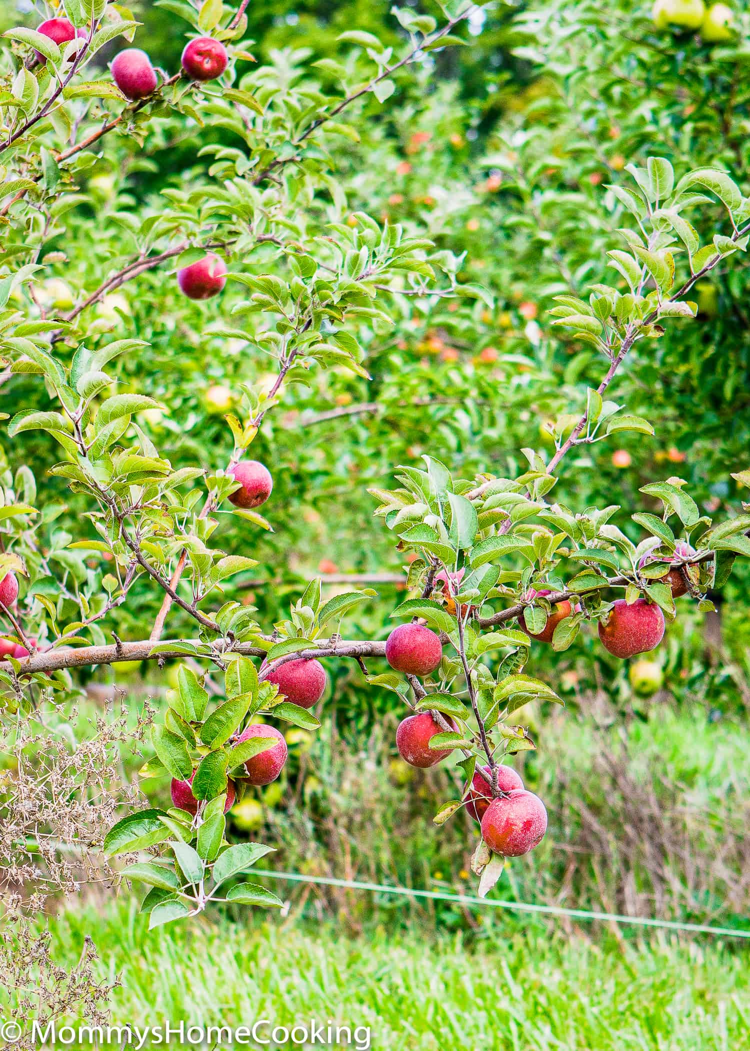 apple tree